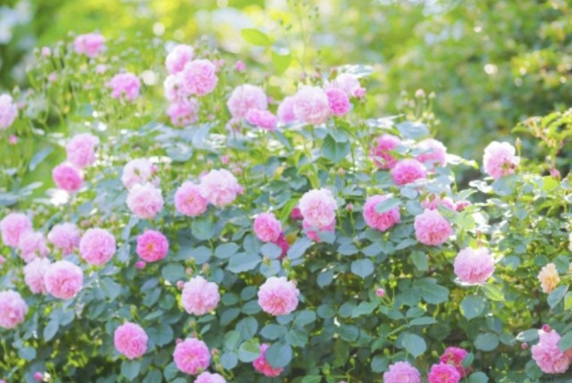 f:id:naturalleaf:20200411133436j:image