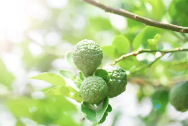 f:id:naturalleaf:20200411133917j:image