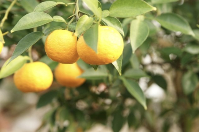 f:id:naturalleaf:20200413175655j:image