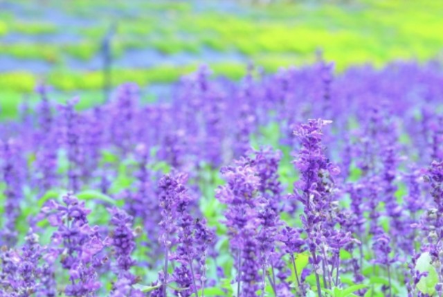 f:id:naturalleaf:20200414224833j:image