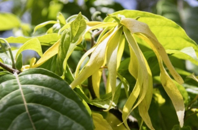f:id:naturalleaf:20200414224900j:image
