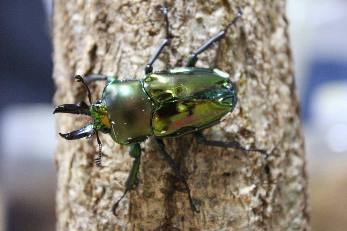 f:id:nature-hobby:20190820233124j:plain