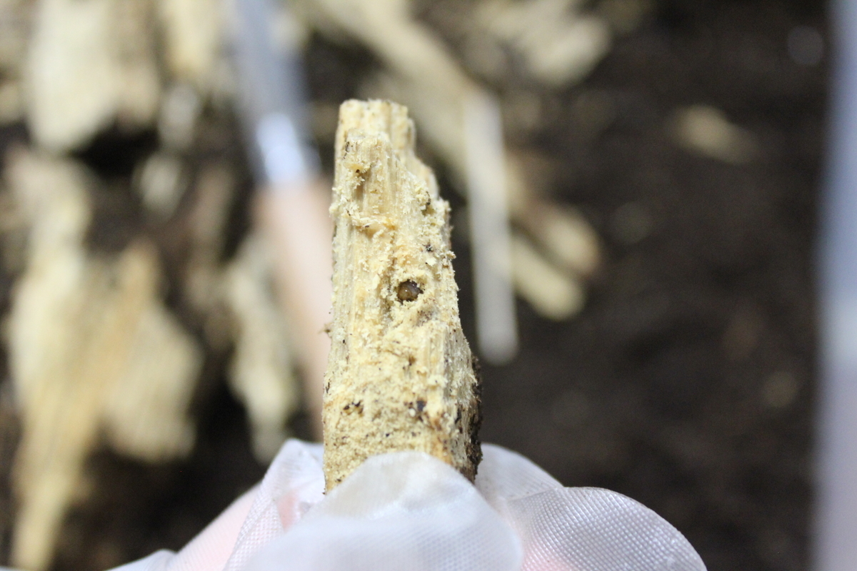 f:id:nature-hobby:20190915135653j:plain