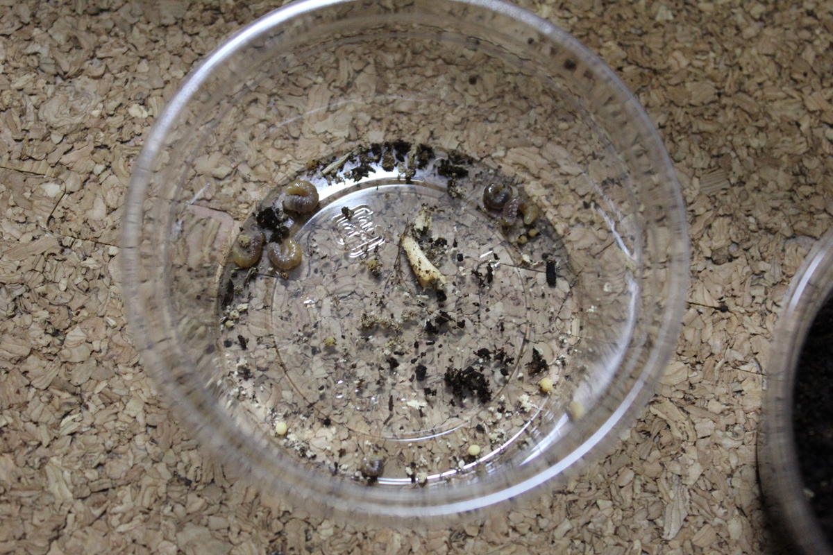 f:id:nature-hobby:20190915140334j:plain