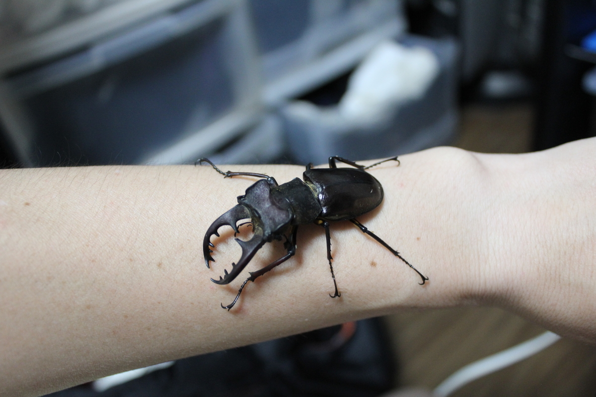 f:id:nature-hobby:20190917185053j:plain f:id:nature-hobby:20190917185053j:plain
