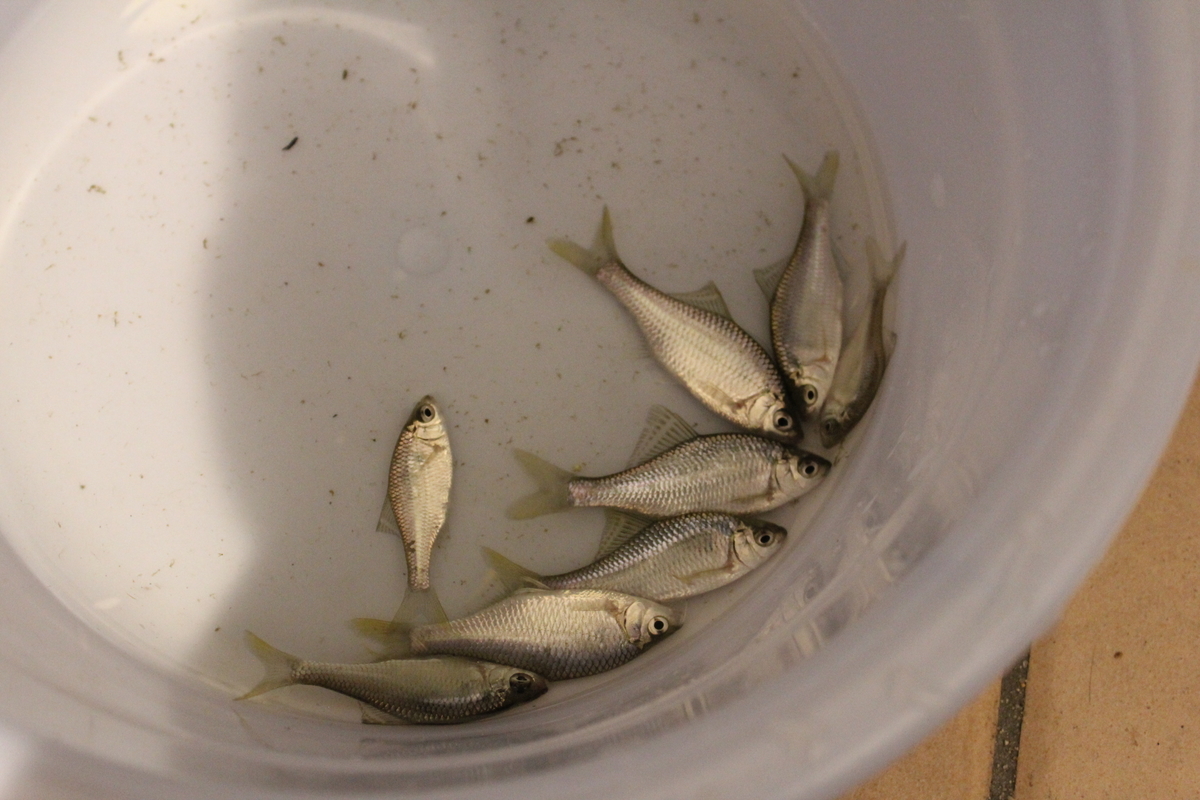 f:id:nature-hobby:20190924202253j:plain f:id:nature-hobby:20190924202253j:plain