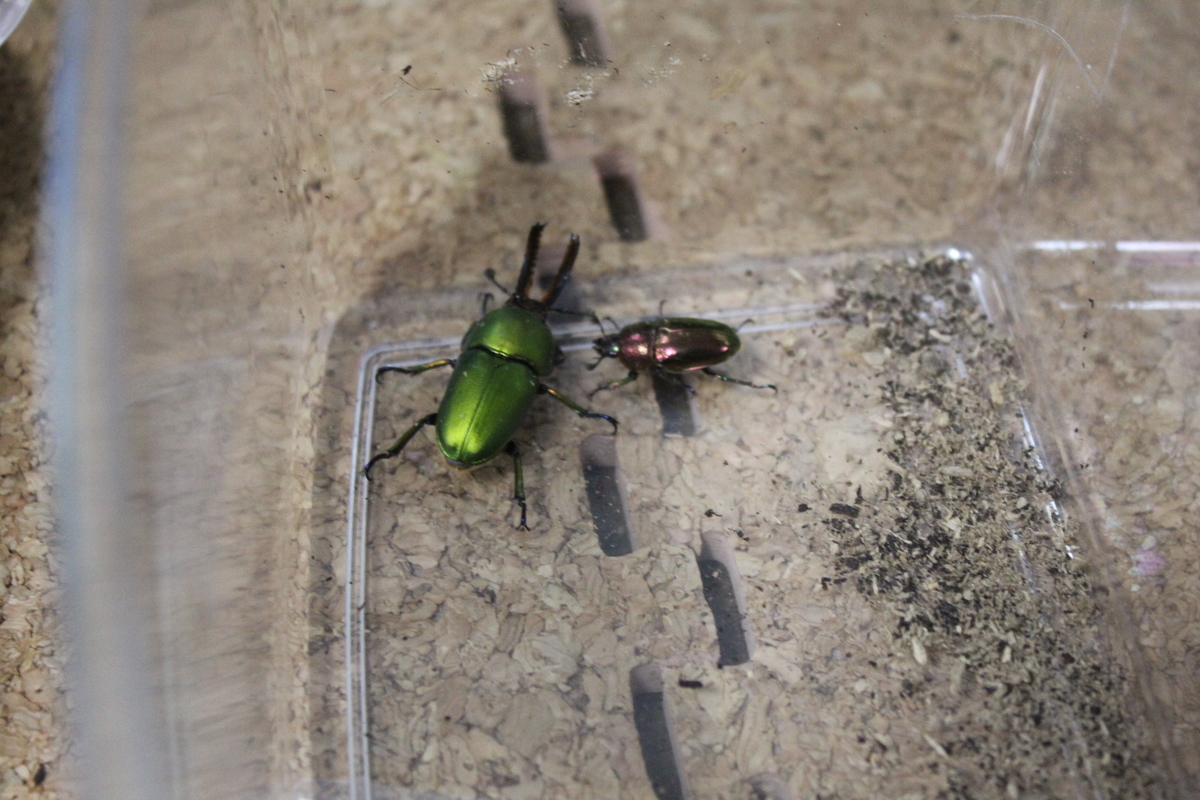 f:id:nature-hobby:20191109234042j:plain f:id:nature-hobby:20191109234042j:plain
