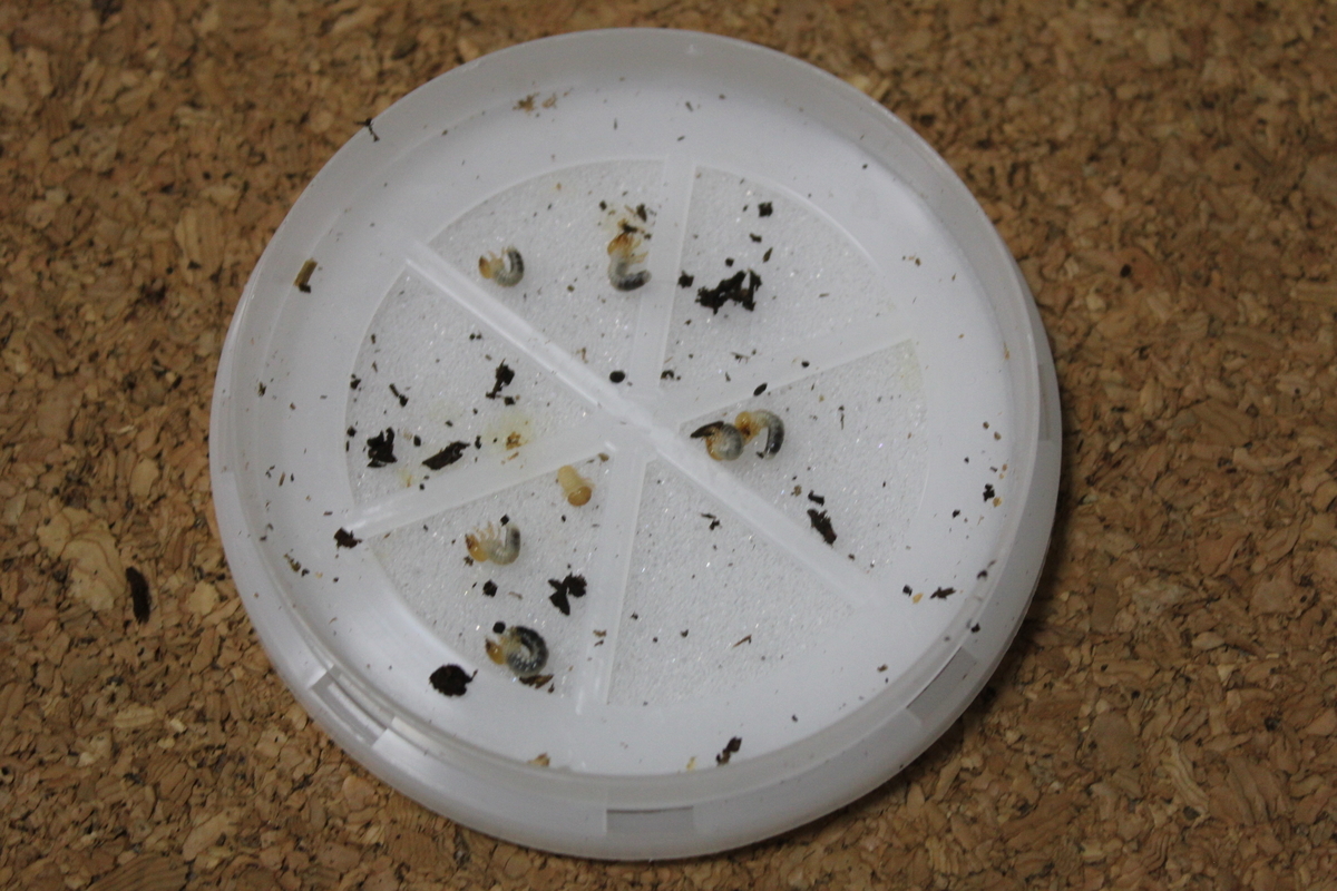 f:id:nature-hobby:20191110193929j:plain