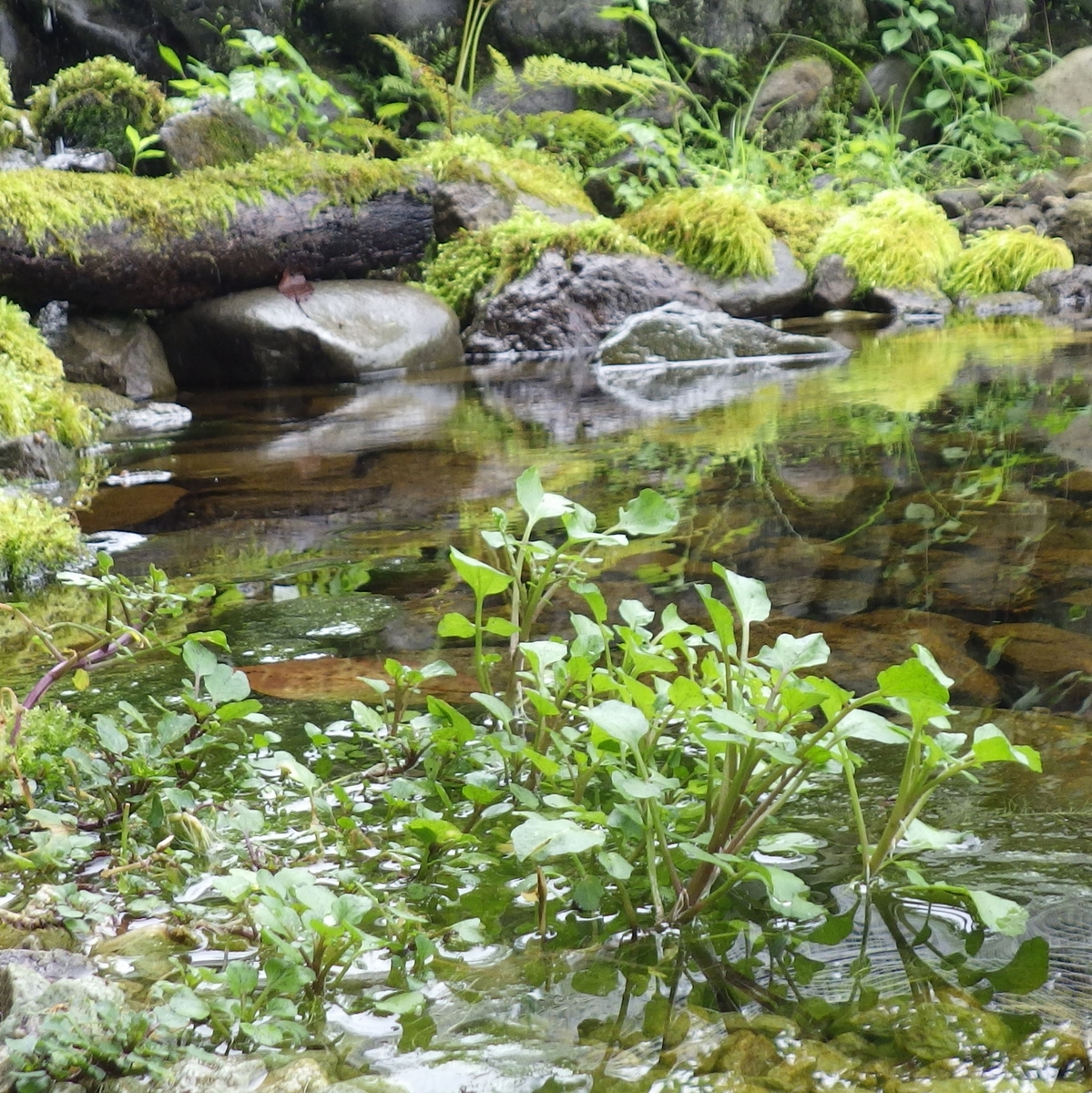 f:id:nature-n:20200502211433j:plain f:id:nature-n:20200502211433j:plain
