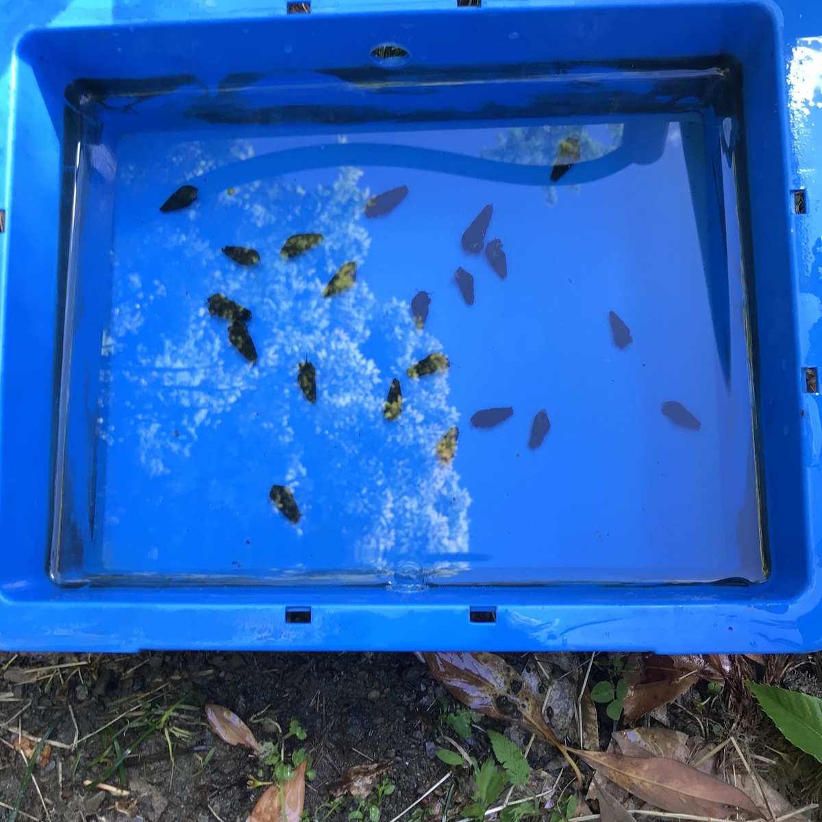 カワニナが好きな葉っぱ何だろう 実験 たかおのビオトープ