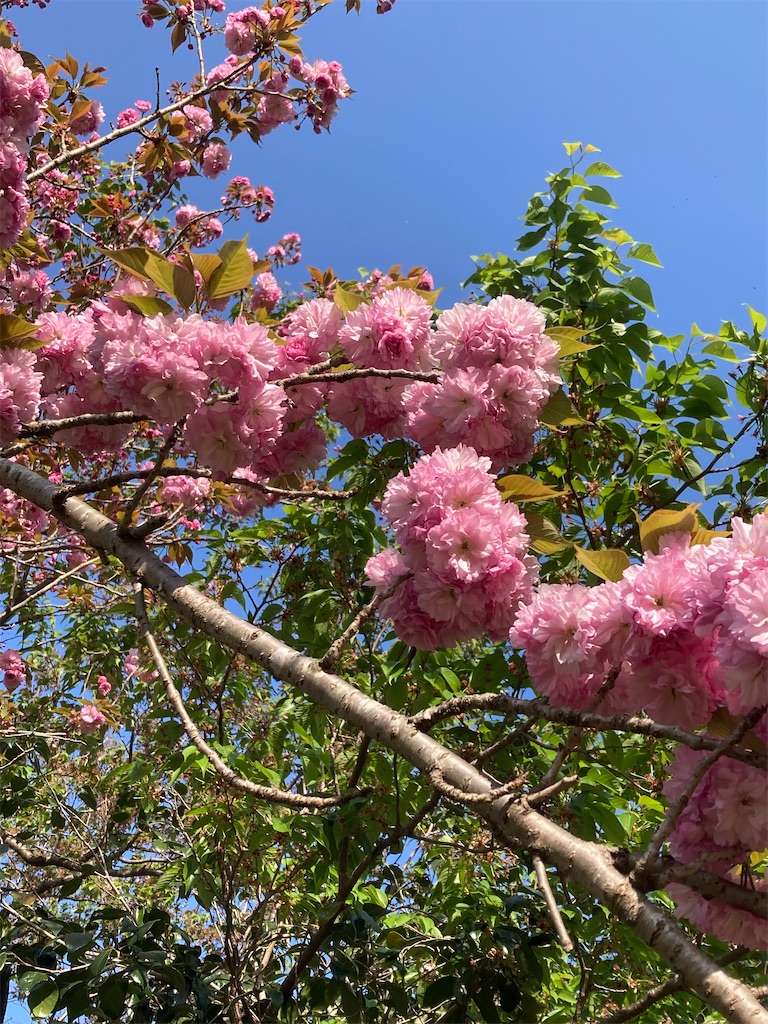 f:id:nature-n:20220411055935j:image f:id:nature-n:20220411055935j:image