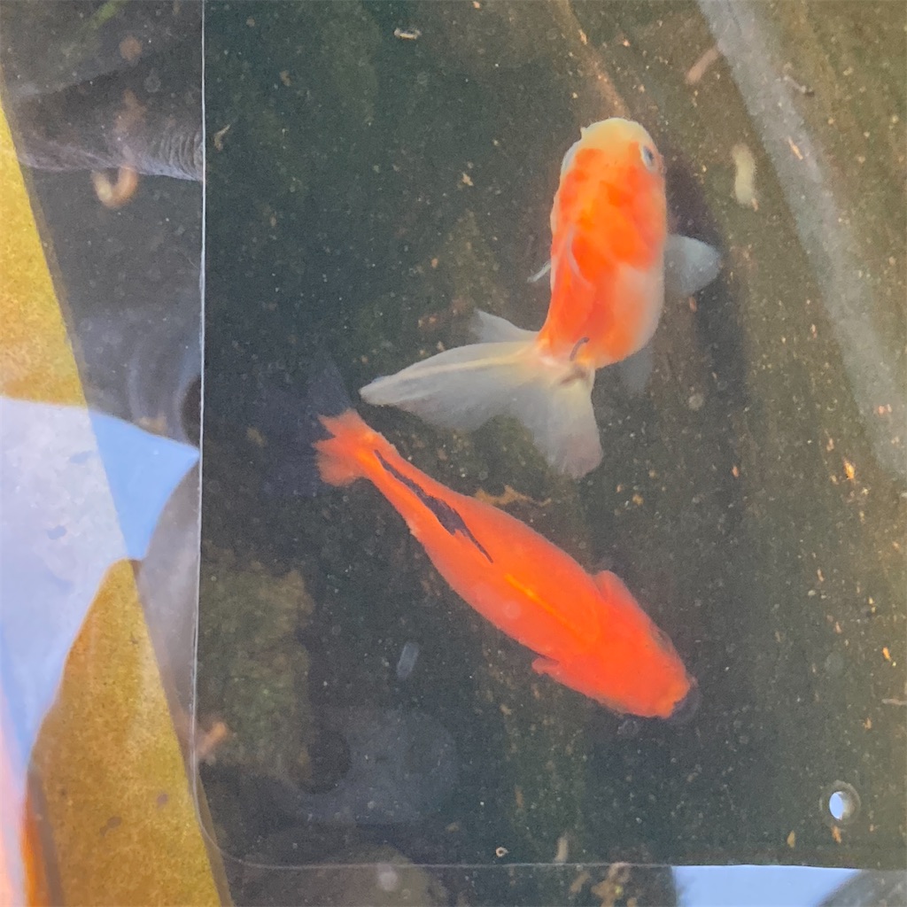 金魚 黒く なる