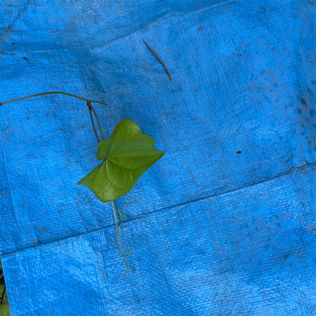 f:id:nature-n:20250614114432j:image