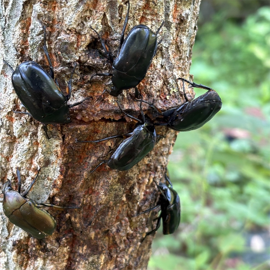 クヌギ 1.7メートル　カブトムシ の好きな樹液の出る木　落葉樹 若木 光沢葉 クワガタ、カブトムシが集まる（採れる）木を知っておこう！2018年度版