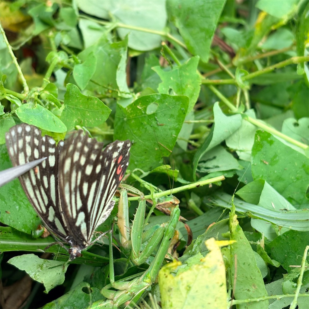 f:id:nature-n:20260913134435j:image f:id:nature-n:20260913134435j:image