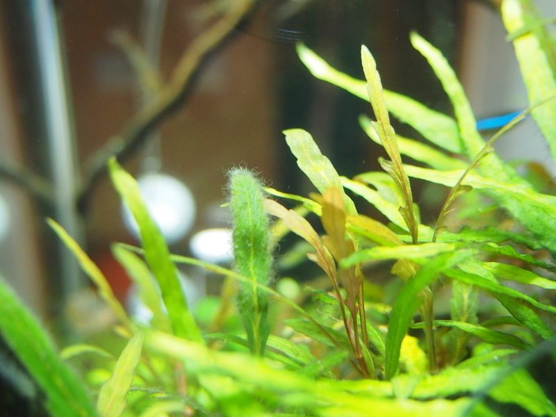 f:id:nature_1129:20200418230143j:plain f:id:nature_1129:20200418230143j:plain