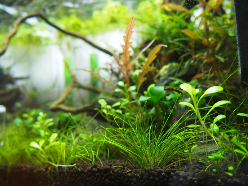 f:id:nature_1129:20200422174232j:plain f:id:nature_1129:20200422174232j:plain