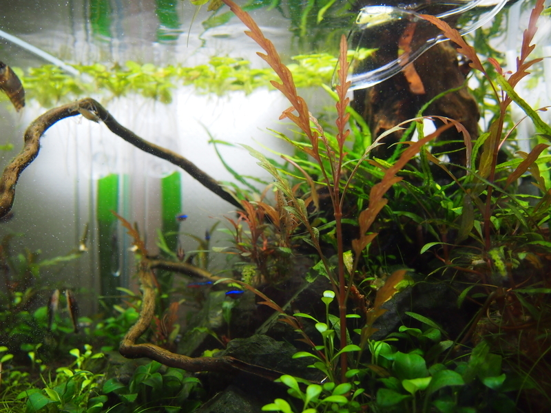 f:id:nature_1129:20200429162850j:plain f:id:nature_1129:20200429162850j:plain
