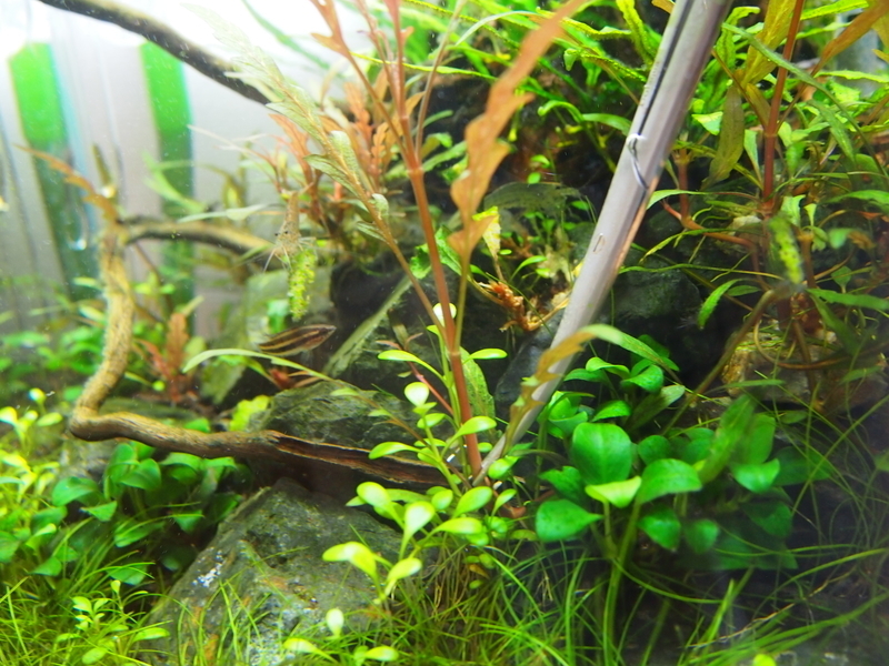 f:id:nature_1129:20200429163711j:plain f:id:nature_1129:20200429163711j:plain