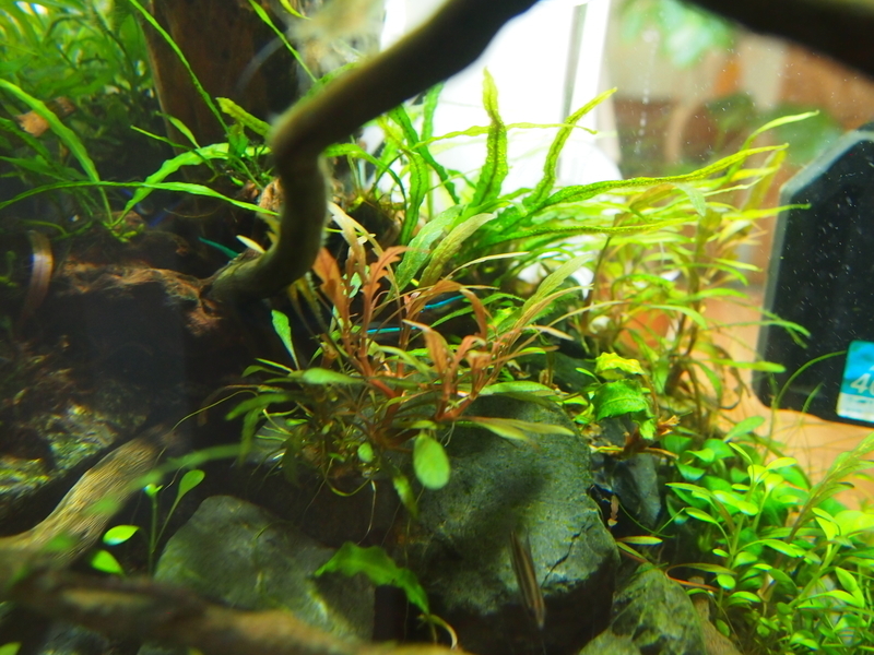 f:id:nature_1129:20200429165058j:plain f:id:nature_1129:20200429165058j:plain