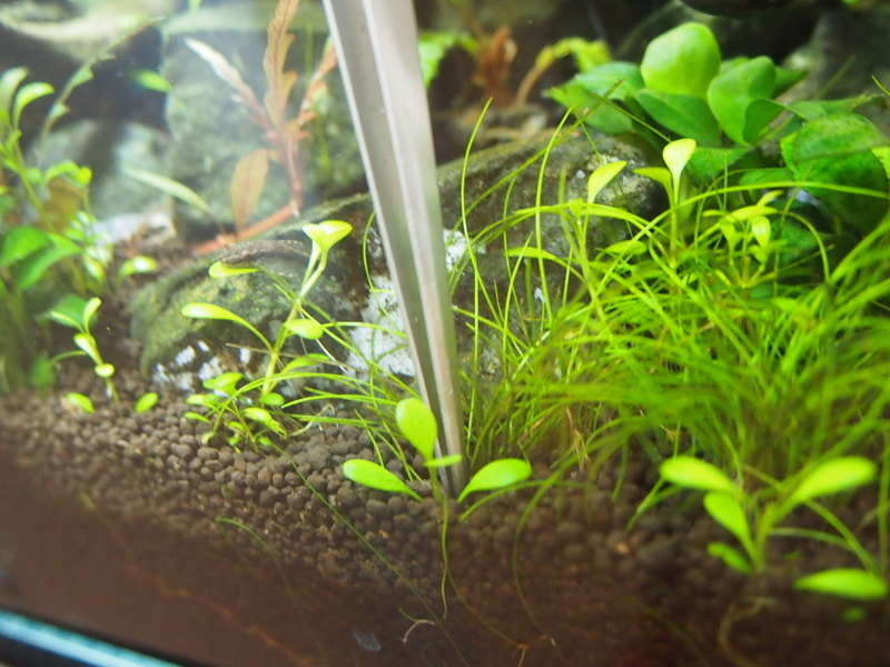 f:id:nature_1129:20200429165712j:plain f:id:nature_1129:20200429165712j:plain