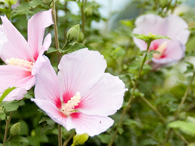 f:id:nature_koikoi:20211110122337j:image f:id:nature_koikoi:20211110122337j:image