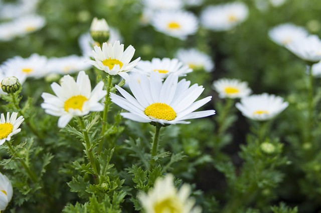 f:id:nature_koikoi:20211121230349j:image f:id:nature_koikoi:20211121230349j:image