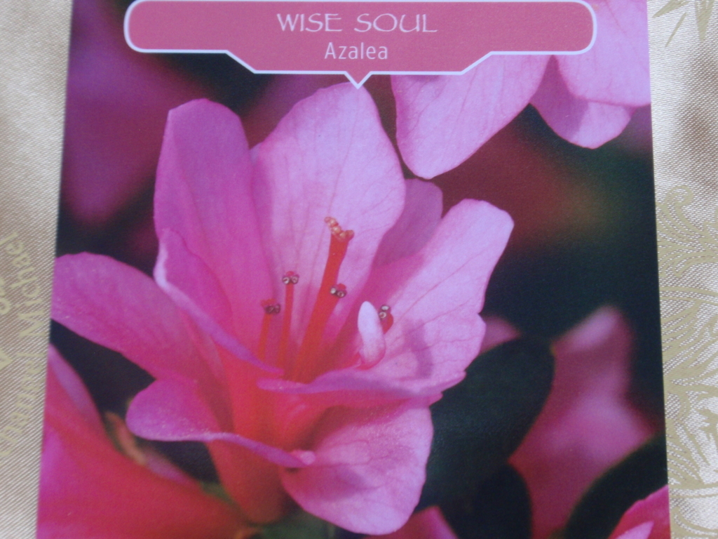 フラワーセラピーオラクルカード WISE SOUL