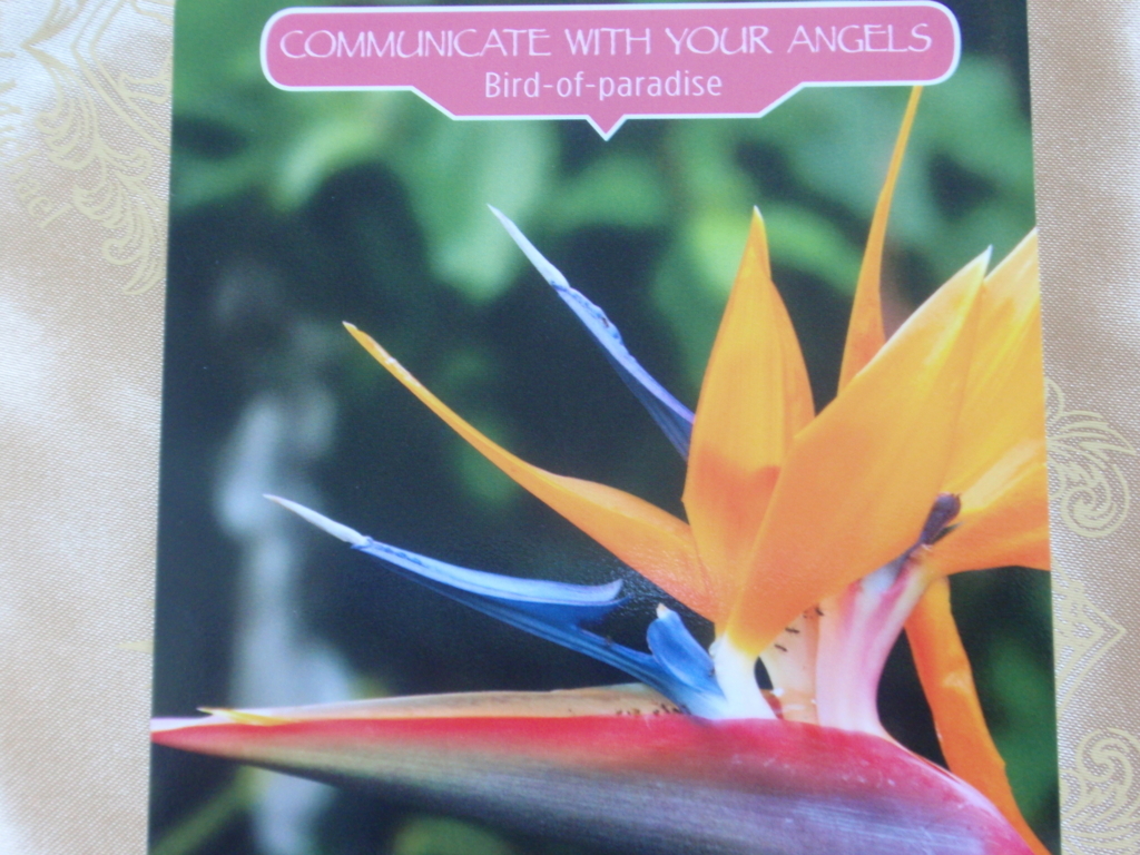 フラワーセラピーオラクルカード Bird-of-paradise