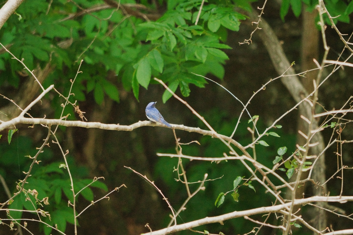 f:id:naturedrop2021:20210614215235j:plain