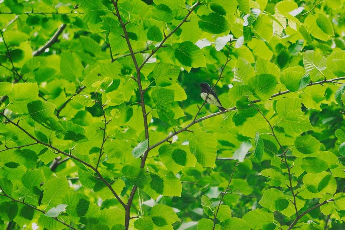 f:id:naturedrop2021:20210614215922j:plain