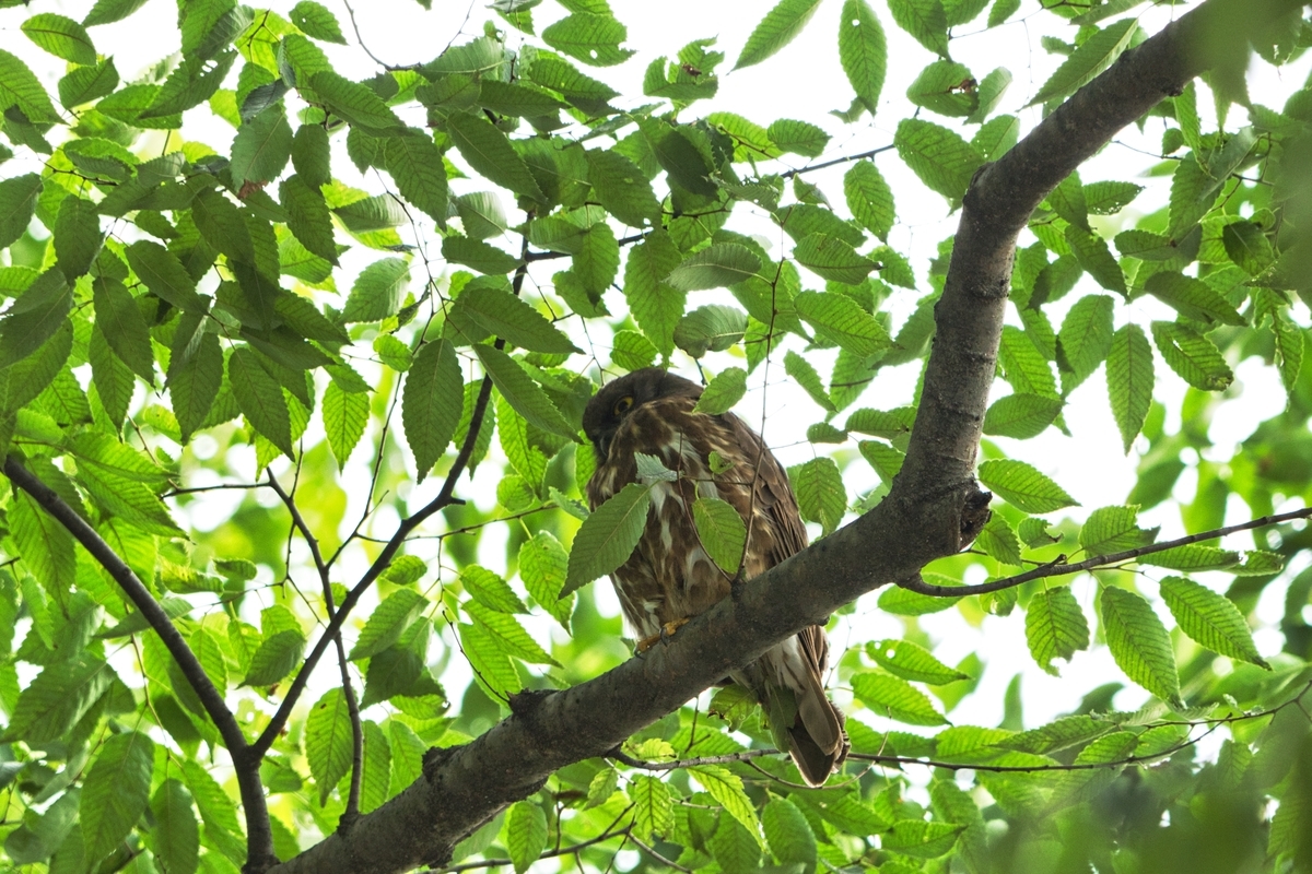 f:id:naturedrop2021:20210614220153j:plain