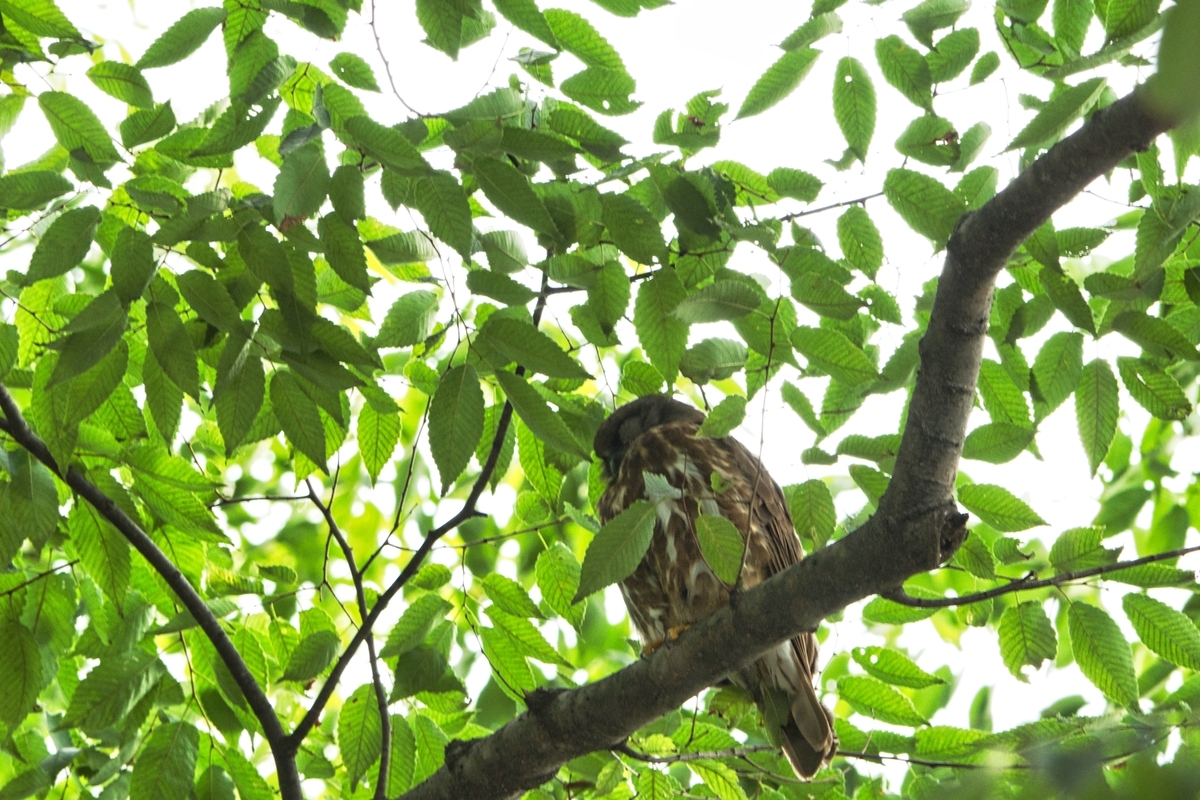 f:id:naturedrop2021:20210614220232j:plain