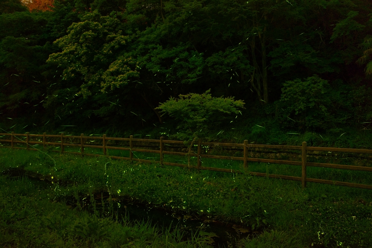 f:id:naturedrop2021:20210614220452j:plain