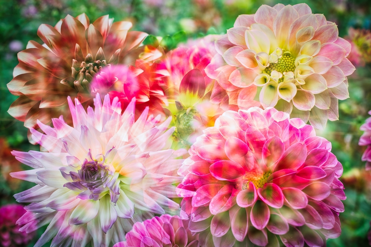 f:id:naturedrop2021:20211010205756j:plain