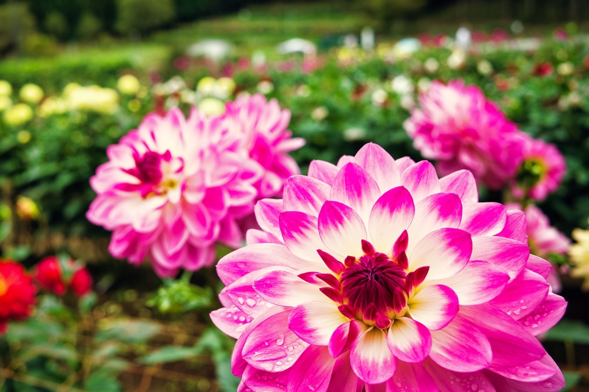 f:id:naturedrop2021:20211010211108j:plain