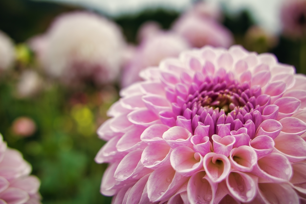 f:id:naturedrop2021:20211010211143j:plain