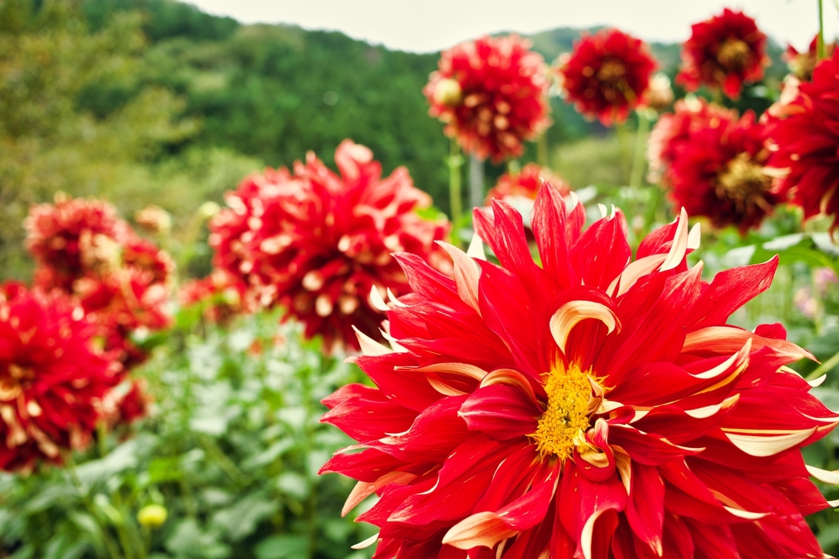f:id:naturedrop2021:20211010211233j:plain
