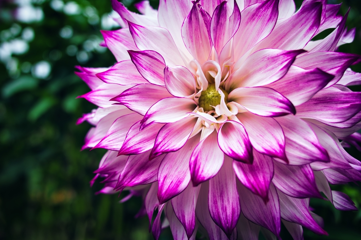 f:id:naturedrop2021:20211010211310j:plain