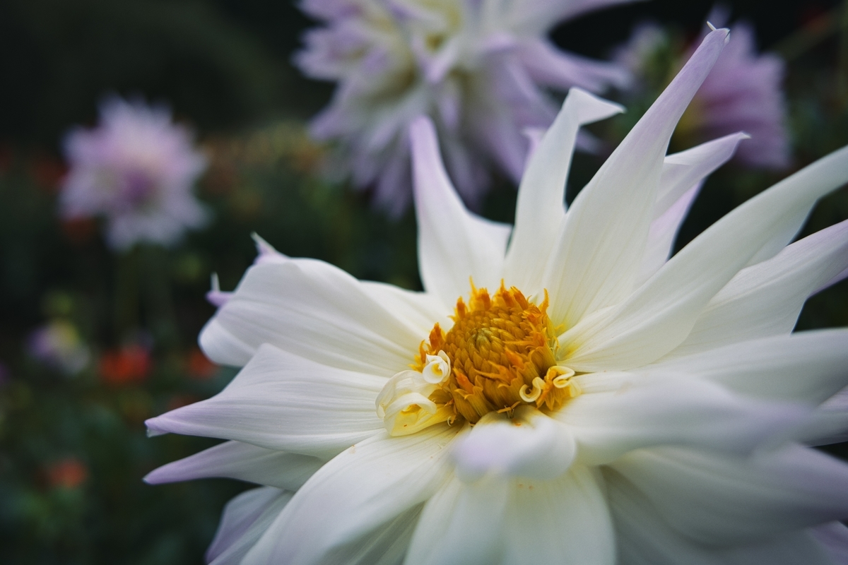 f:id:naturedrop2021:20211010211352j:plain