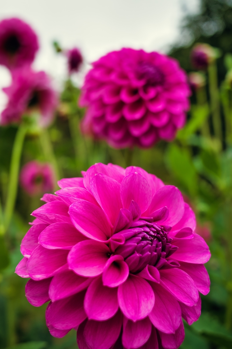 f:id:naturedrop2021:20211010211618j:plain