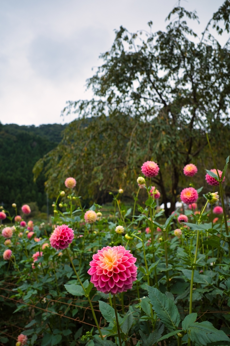 f:id:naturedrop2021:20211010211701j:plain