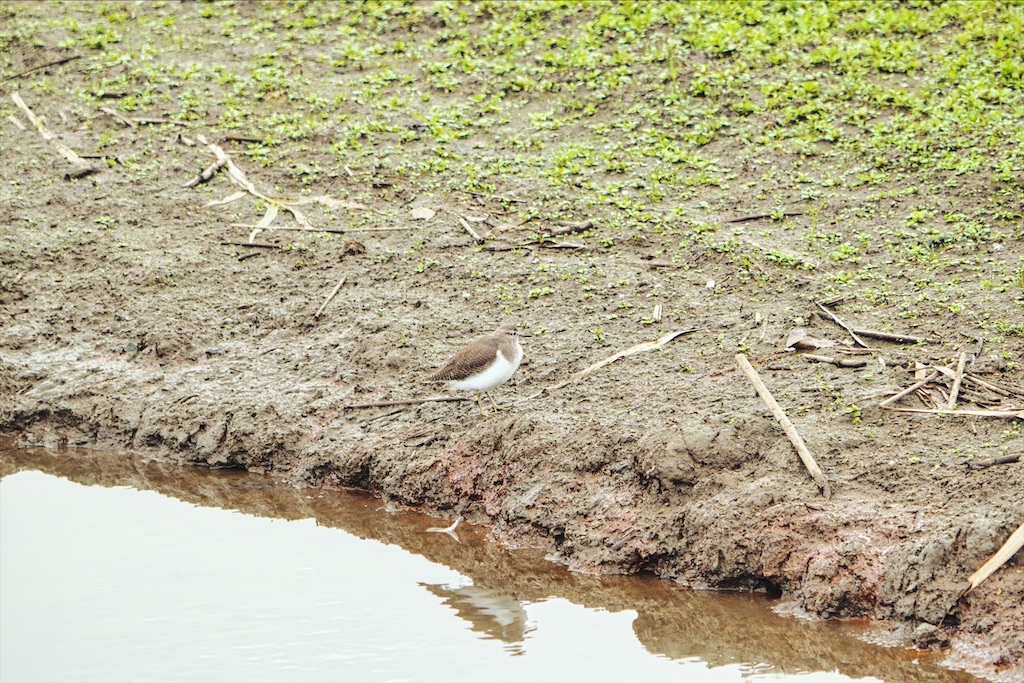 f:id:naturedrop2021:20211019152301j:image f:id:naturedrop2021:20211019152301j:image