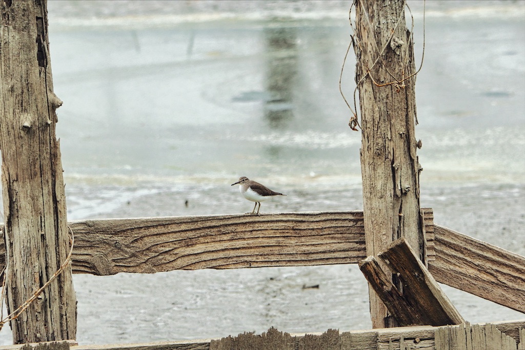 f:id:naturedrop2021:20211019152303j:image f:id:naturedrop2021:20211019152303j:image