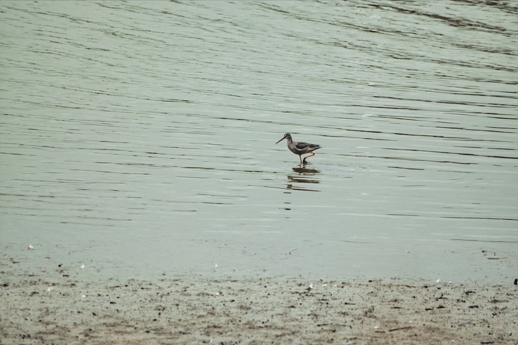 f:id:naturedrop2021:20211019152429j:image f:id:naturedrop2021:20211019152429j:image