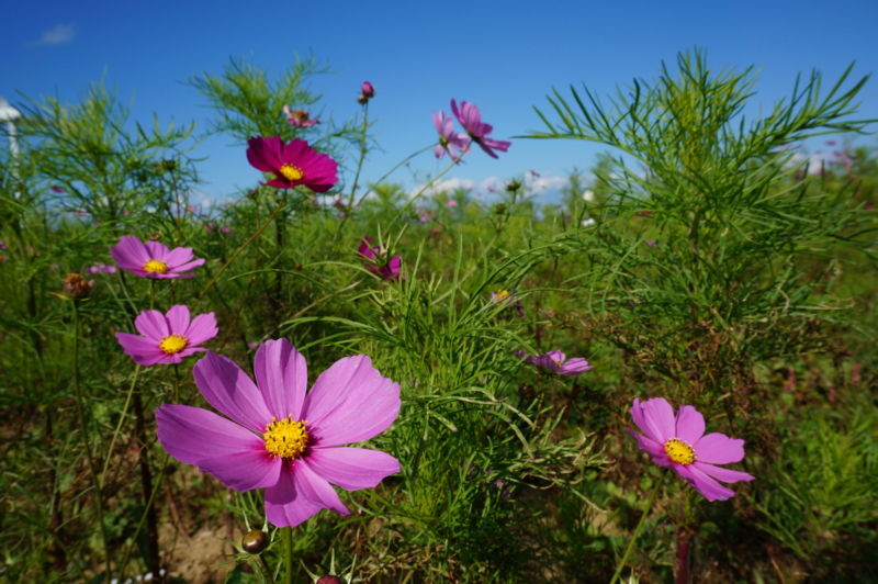 f:id:natureflower:20140923144542j:plain f:id:natureflower:20140923144542j:plain