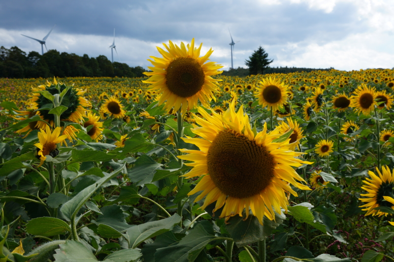 f:id:natureflower:20140923144851j:plain f:id:natureflower:20140923144851j:plain