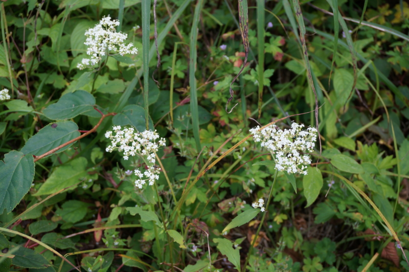 f:id:natureflower:20140923150544j:plain f:id:natureflower:20140923150544j:plain