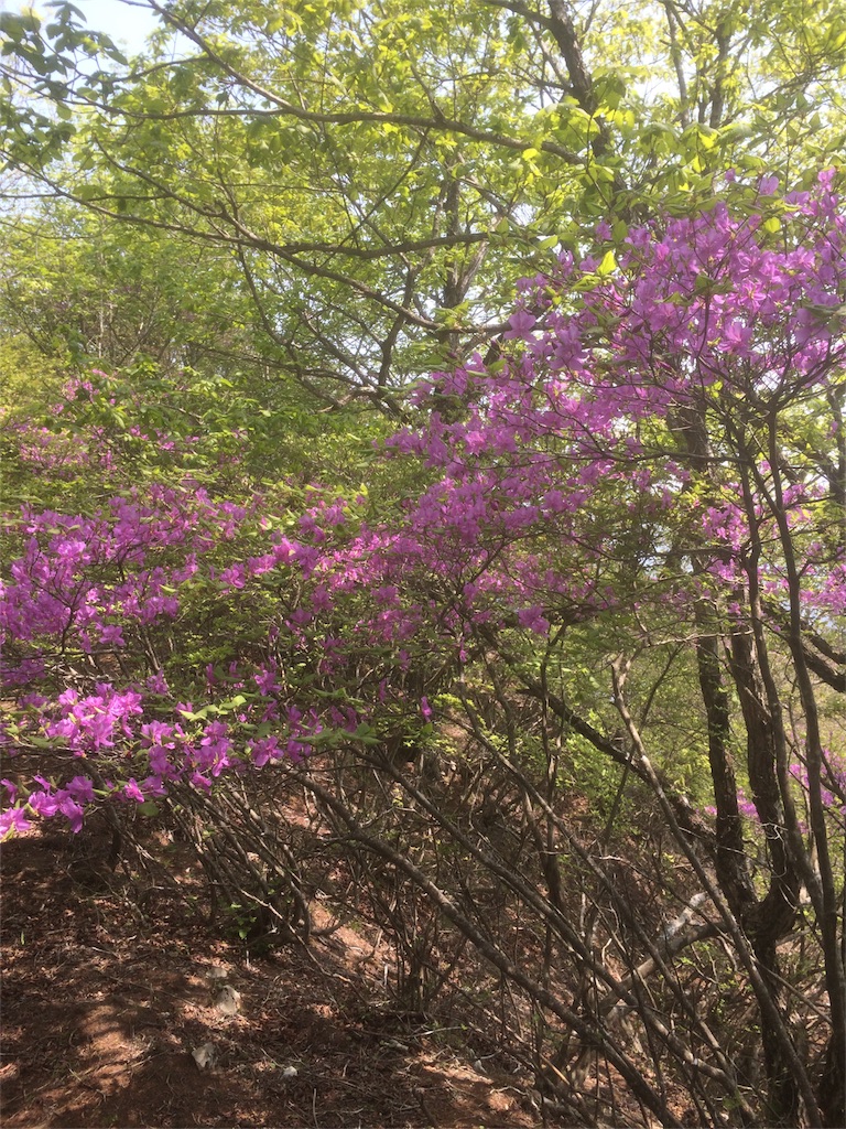 f:id:naturez:20160522141255j:image f:id:naturez:20160522141255j:image