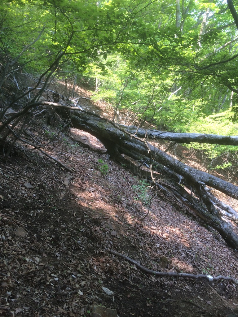 f:id:naturez:20160522141405j:image f:id:naturez:20160522141405j:image